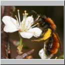 Andrena fulva - Rotpelzige Sandbiene w09.jpg